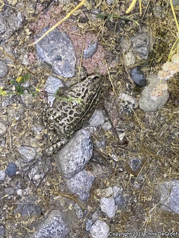 Southern California Toad (Anaxyrus boreas halophilus)