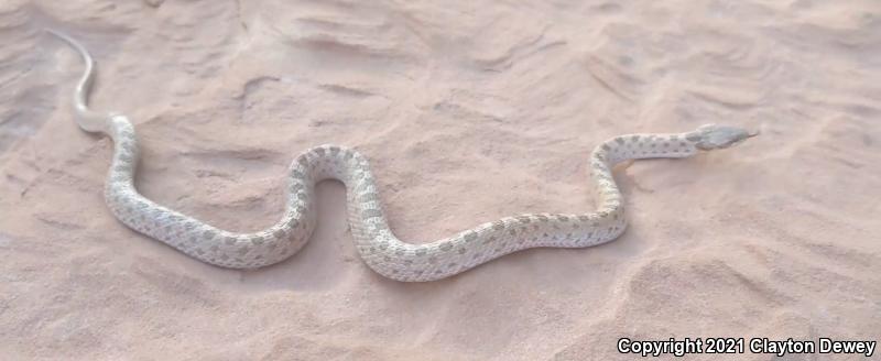 Mesa Verde Nightsnake (Hypsiglena chlorophaea loreala)