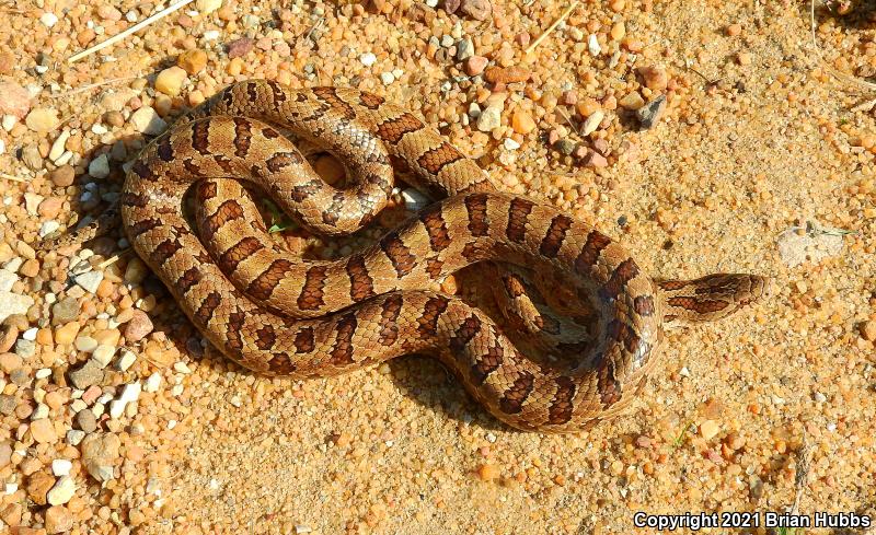 Prairie Kingsnake (Lampropeltis calligaster calligaster)