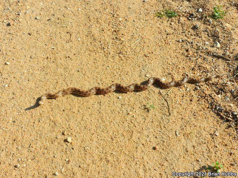 Prairie Kingsnake (Lampropeltis calligaster calligaster)