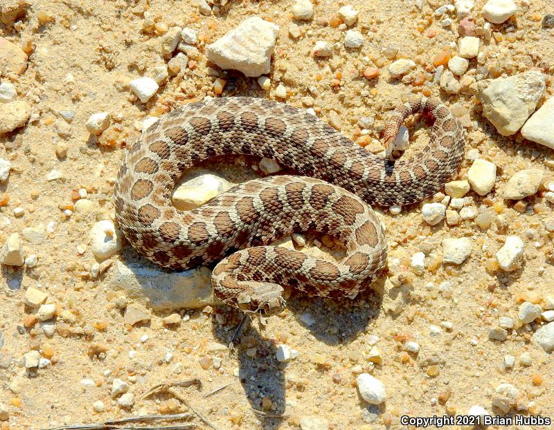 Western Massasauga (Sistrurus catenatus tergeminus)