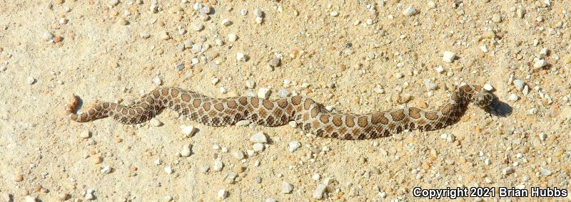 Western Massasauga (Sistrurus catenatus tergeminus)