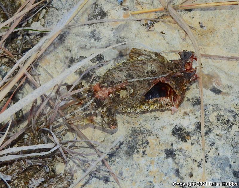 Texas Horned Lizard (Phrynosoma cornutum)