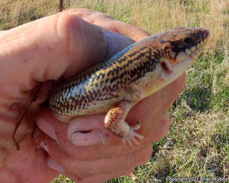 Great Plains Skink (Plestiodon obsoletus)