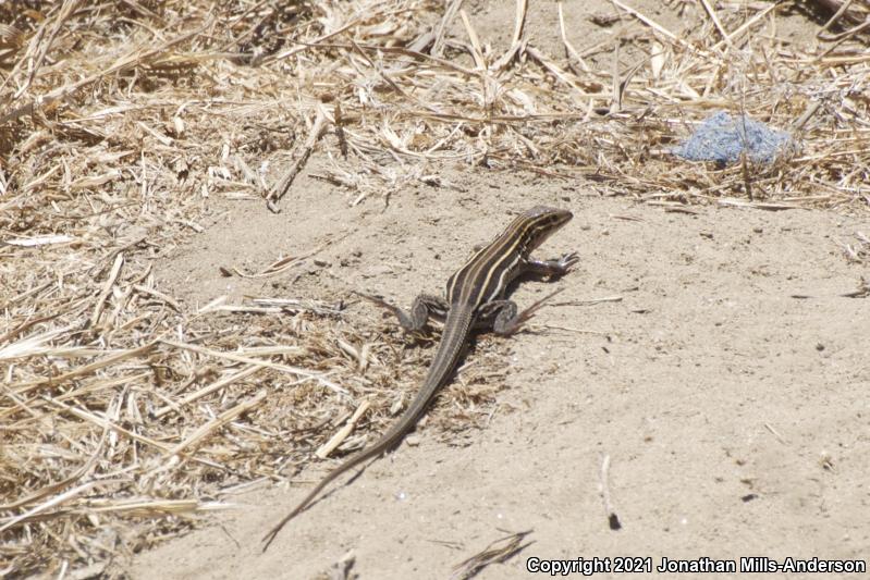 Belding's Orange-throated Whiptail (Aspidoscelis hyperythra beldingi)