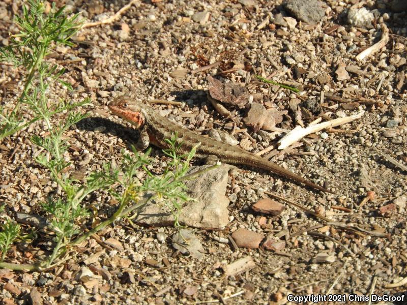 Common Sagebrush Lizard (Sceloporus graciosus)