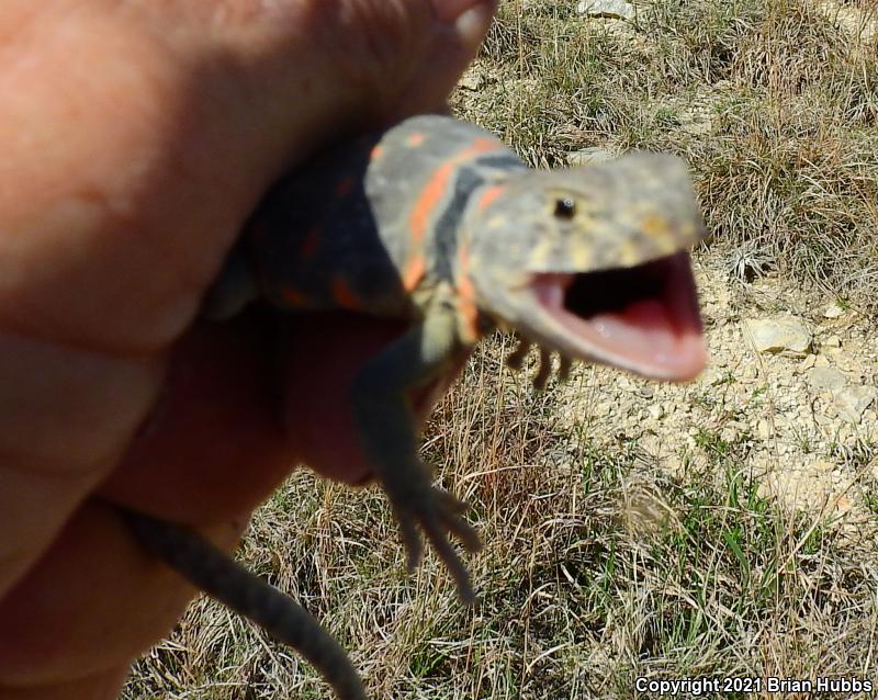 Eastern Collared Lizard (Crotaphytus collaris)