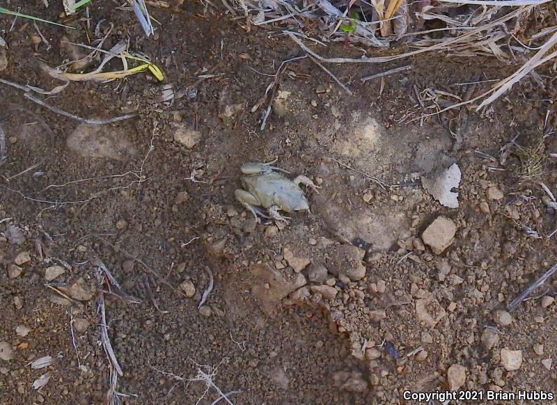 Western Narrow-mouthed Toad (Gastrophryne olivacea olivacea)