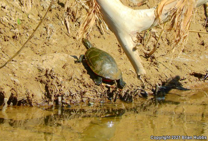 Western Painted Turtle (Chrysemys picta bellii)