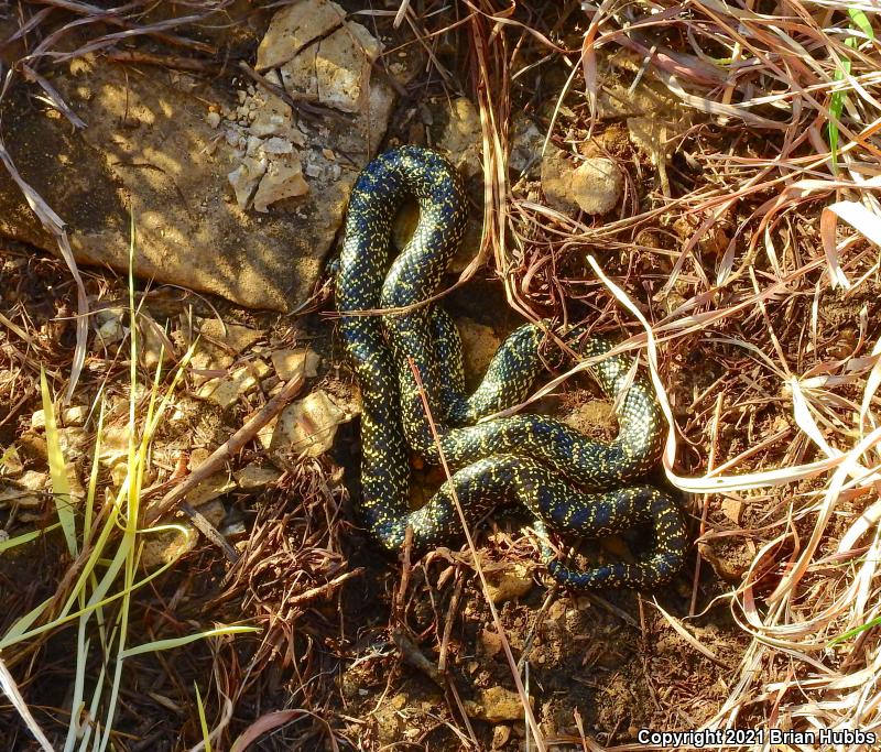 Speckled Kingsnake (Lampropeltis getula holbrooki)