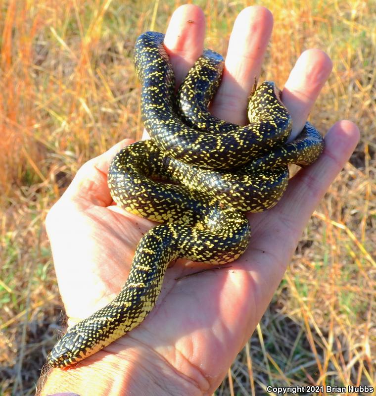 Speckled Kingsnake (Lampropeltis getula holbrooki)