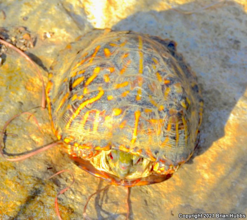 Ornate Box Turtle (Terrapene ornata ornata)