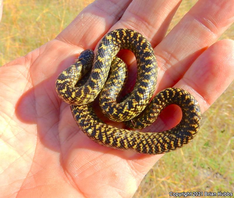 Speckled Kingsnake (Lampropeltis getula holbrooki)