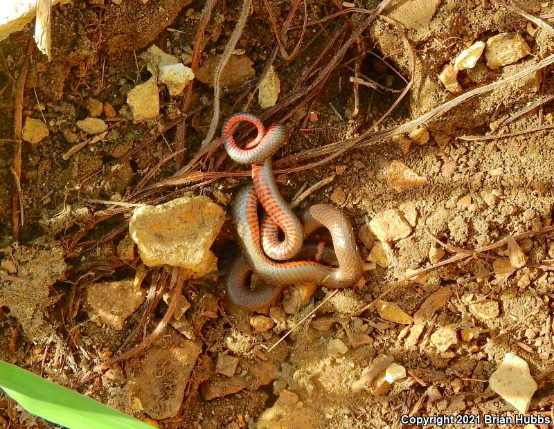 Prairie Ring-necked Snake (Diadophis punctatus arnyi)