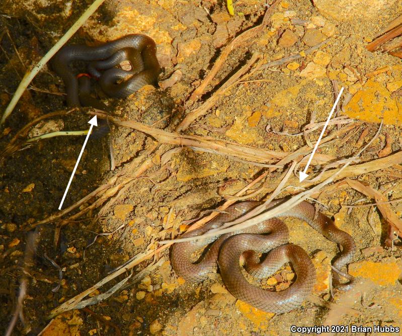 Prairie Ring-necked Snake (Diadophis punctatus arnyi)