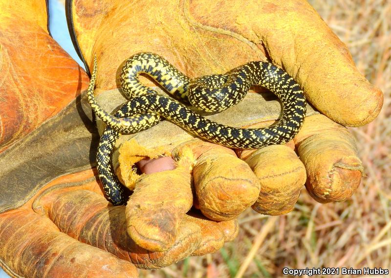 Speckled Kingsnake (Lampropeltis getula holbrooki)