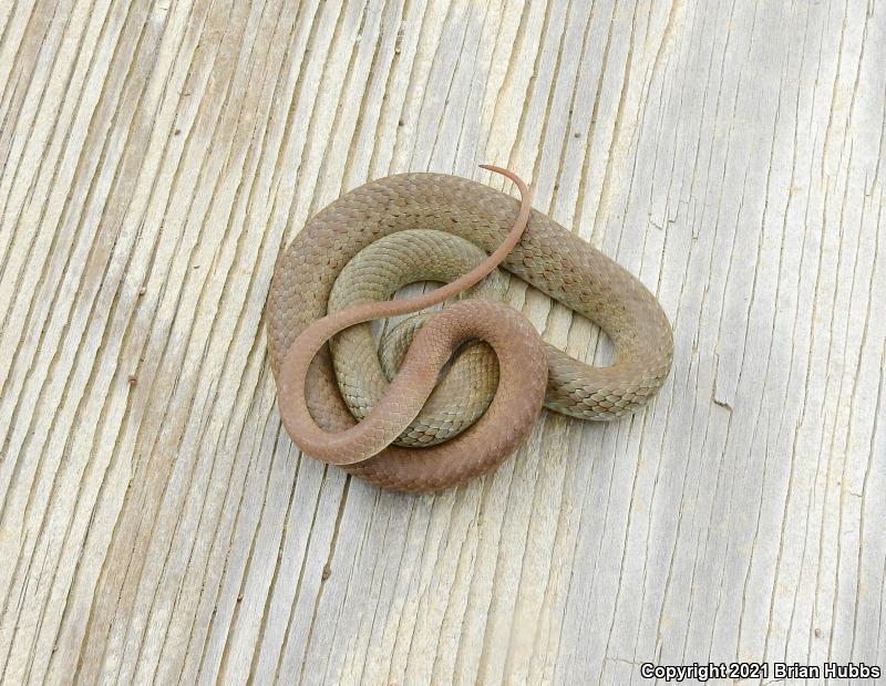 Eastern Yellow-bellied Racer (Coluber constrictor flaviventris)