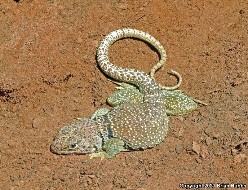 Eastern Collared Lizard (Crotaphytus collaris)