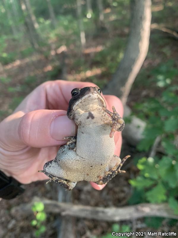 Fowler's Toad (Anaxyrus fowleri)