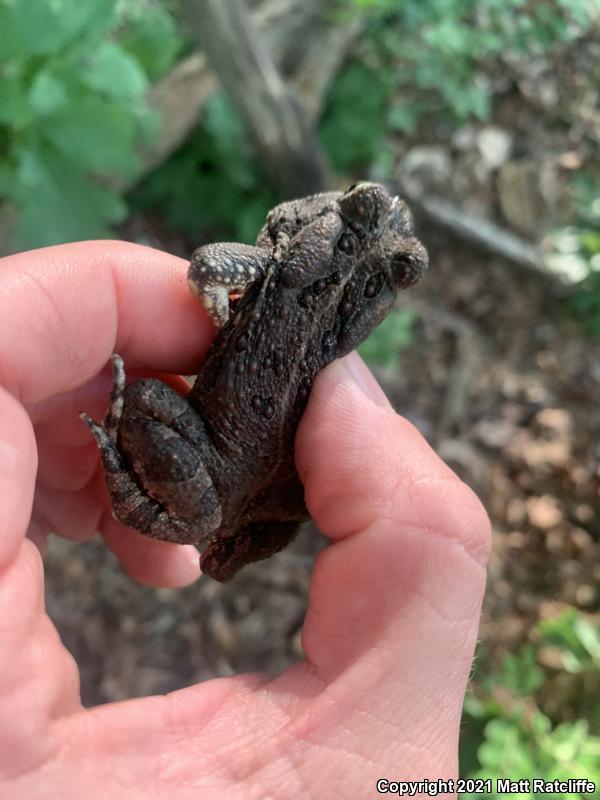 Fowler's Toad (Anaxyrus fowleri)