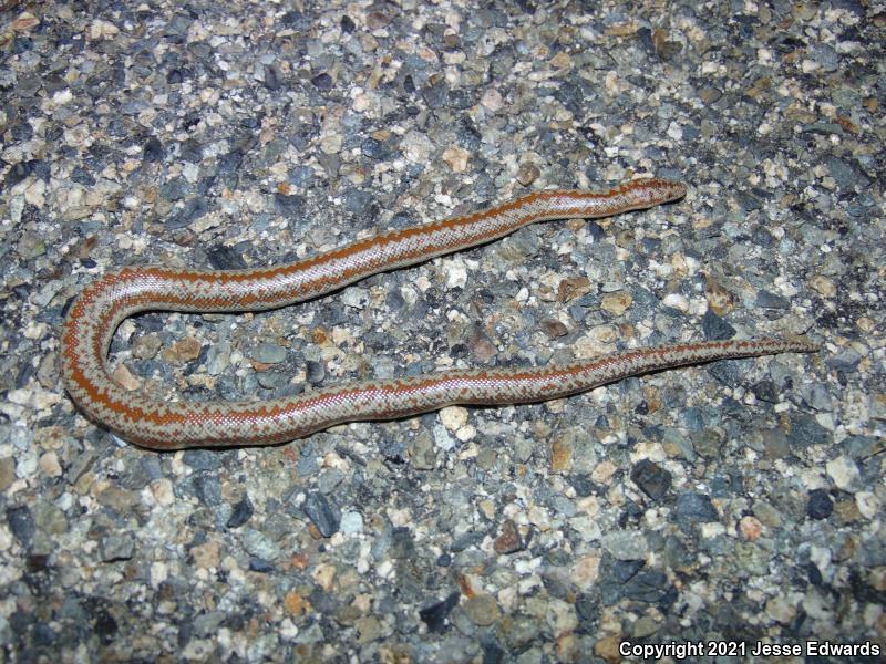 Coastal Rosy Boa (Lichanura trivirgata roseofusca)