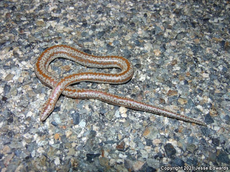 Coastal Rosy Boa (Lichanura trivirgata roseofusca)