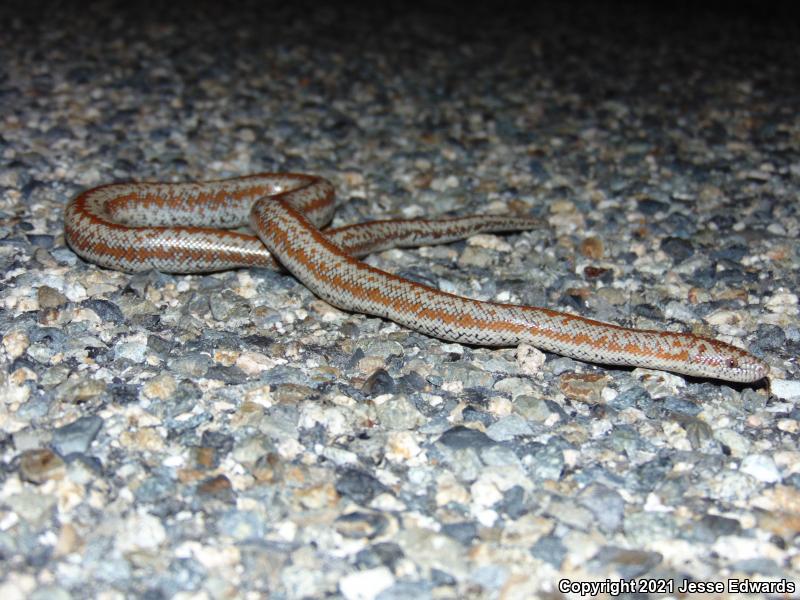 Coastal Rosy Boa (Lichanura trivirgata roseofusca)