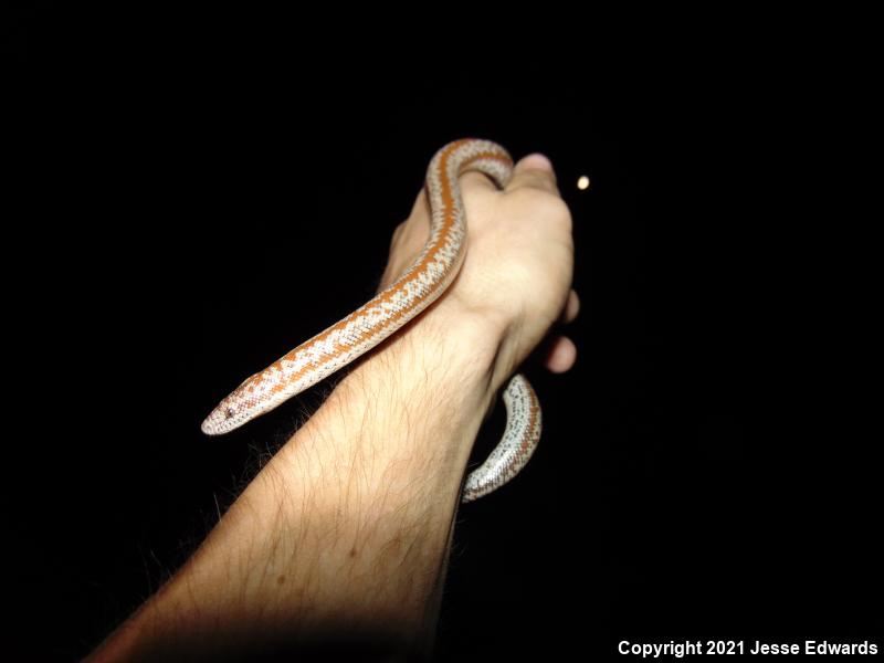 Coastal Rosy Boa (Lichanura trivirgata roseofusca)