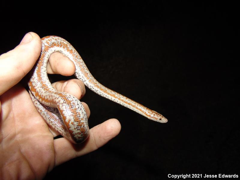 Coastal Rosy Boa (Lichanura trivirgata roseofusca)