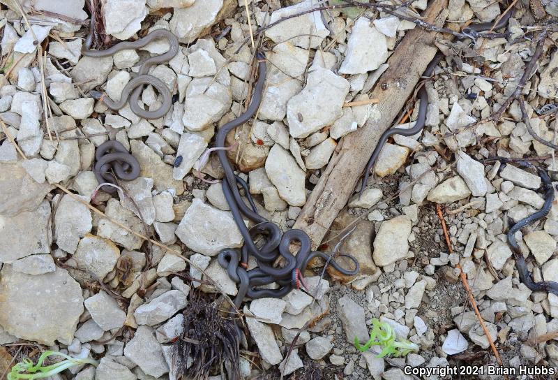 Prairie Ring-necked Snake (Diadophis punctatus arnyi)