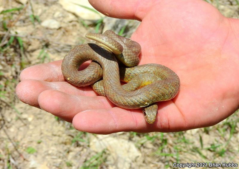 Eastern Yellow-bellied Racer (Coluber constrictor flaviventris)