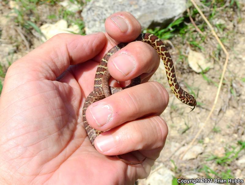 Eastern Yellow-bellied Racer (Coluber constrictor flaviventris)