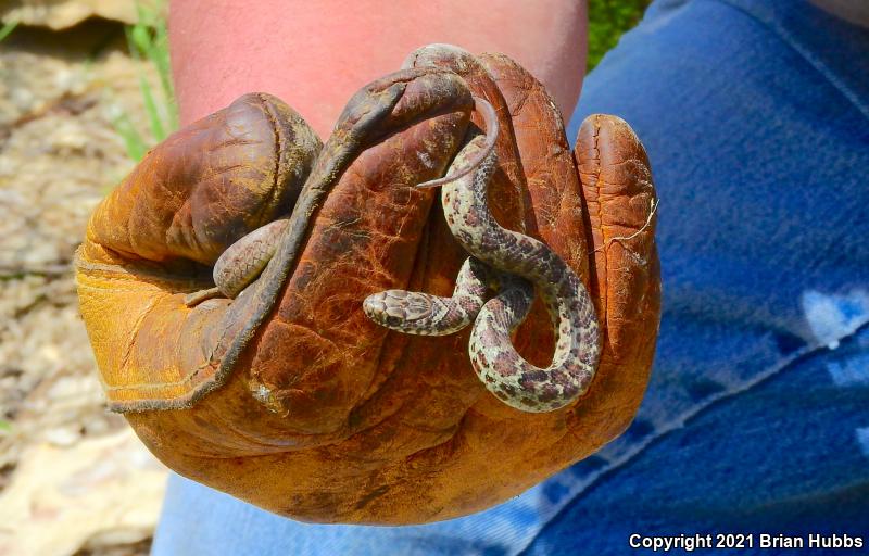 Eastern Yellow-bellied Racer (Coluber constrictor flaviventris)