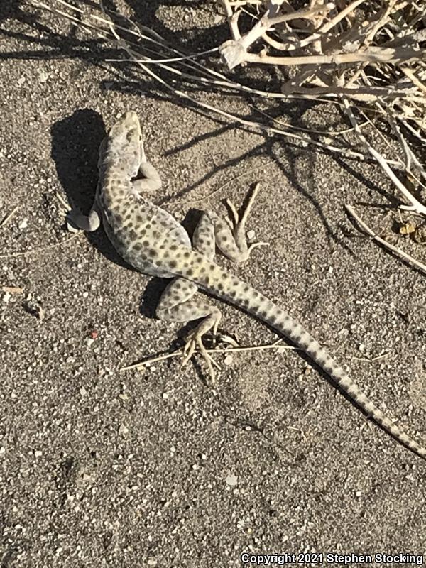 Longnose Leopard Lizard (Gambelia wislizenii)