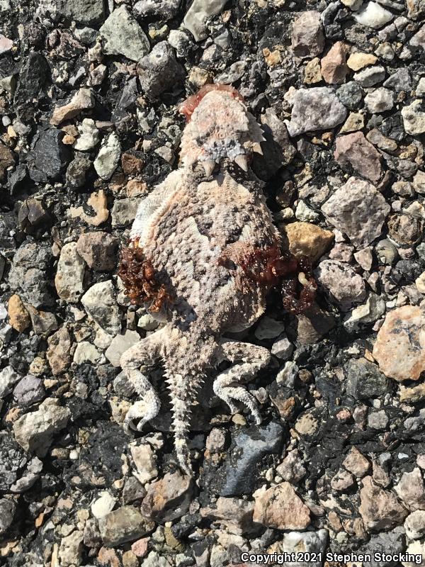 Northern Desert Horned Lizard (Phrynosoma platyrhinos platyrhinos)