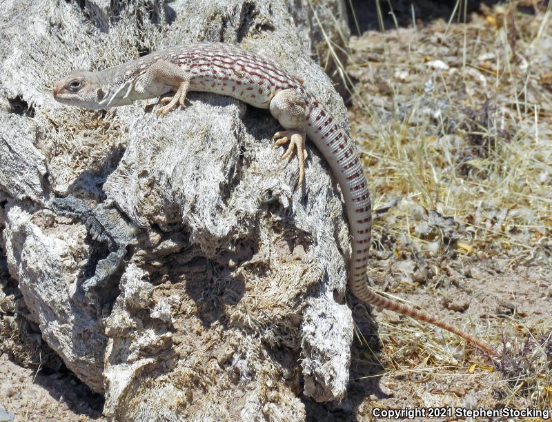 Northern Desert Iguana (Dipsosaurus dorsalis dorsalis)