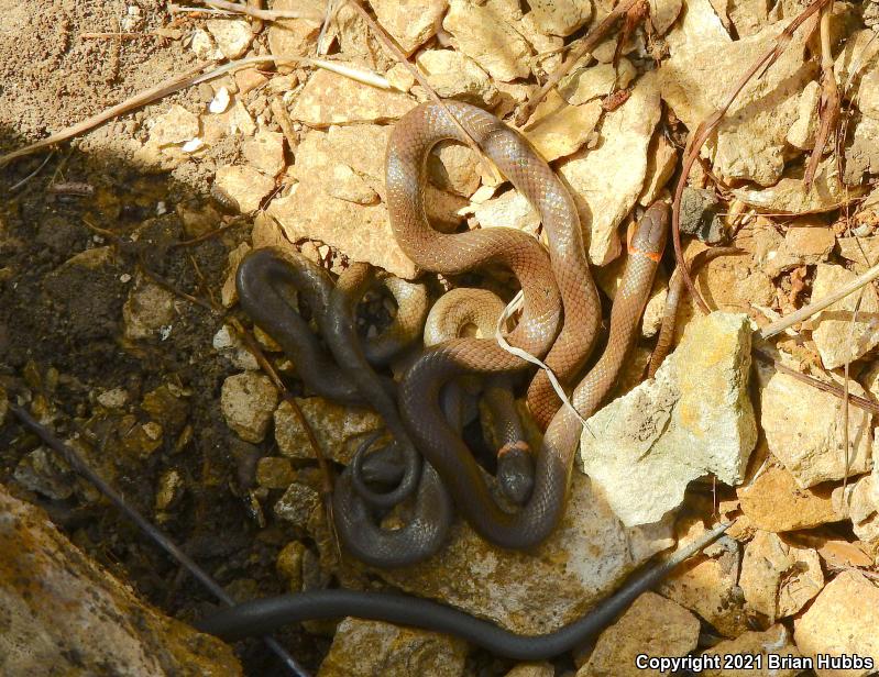 Prairie Ring-necked Snake (Diadophis punctatus arnyi)