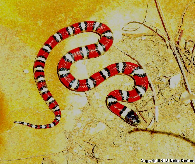 Central Plains Milksnake (Lampropeltis triangulum gentilis)