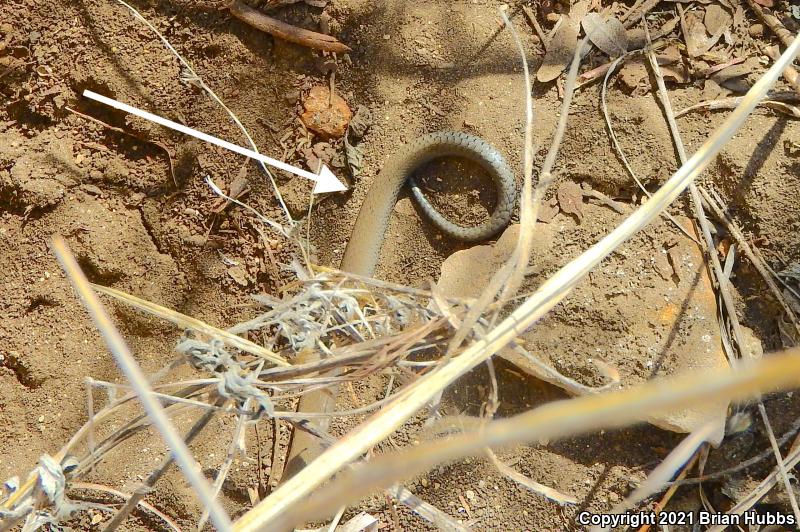 Prairie Ring-necked Snake (Diadophis punctatus arnyi)