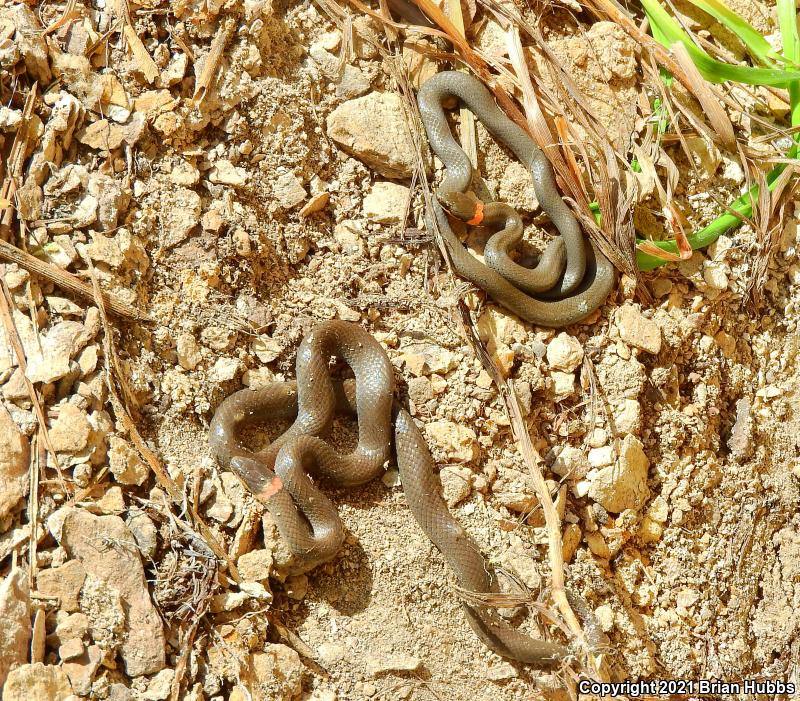 Prairie Ring-necked Snake (Diadophis punctatus arnyi)