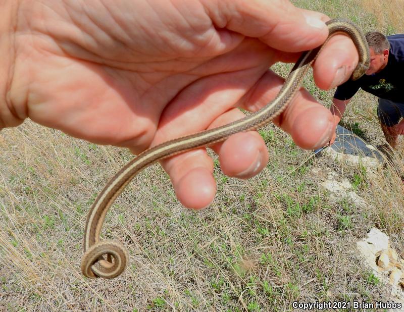 Lined Snake (Tropidoclonion lineatum)