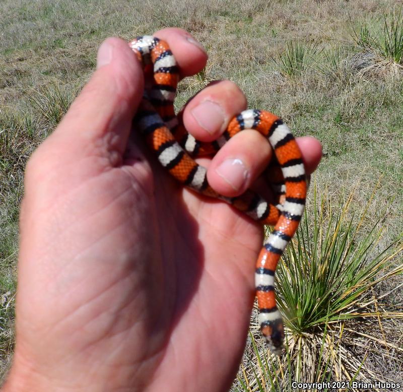 Central Plains Milksnake (Lampropeltis triangulum gentilis)