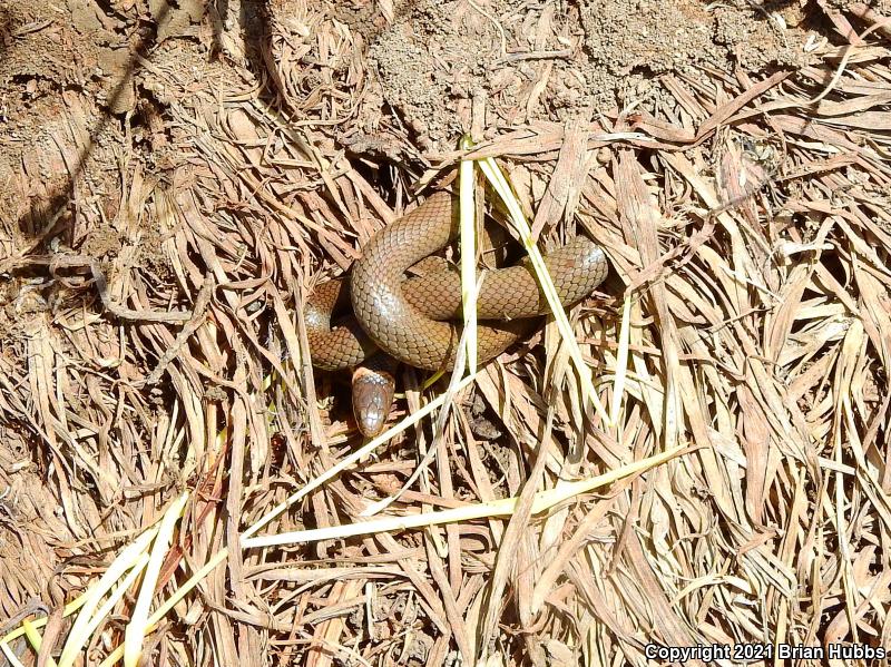 Prairie Ring-necked Snake (Diadophis punctatus arnyi)