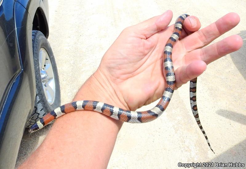 Central Plains Milksnake (Lampropeltis triangulum gentilis)