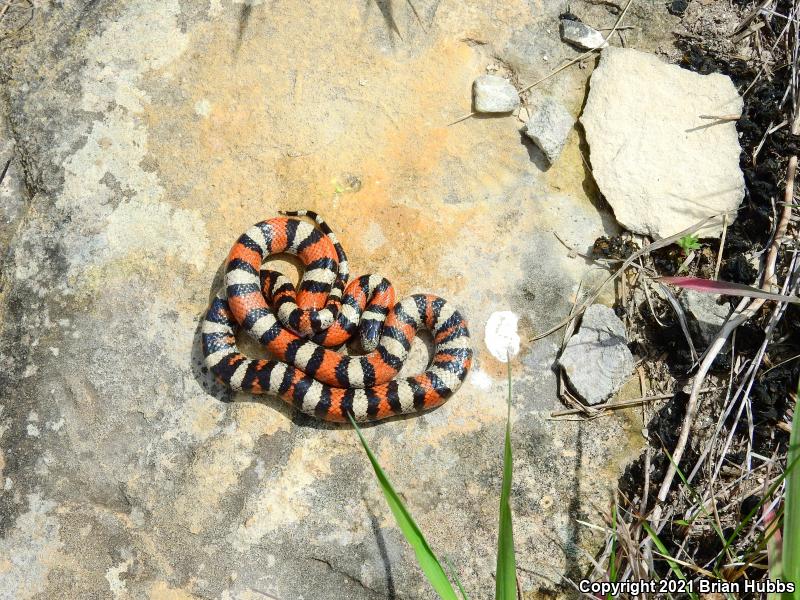 Central Plains Milksnake (Lampropeltis triangulum gentilis)