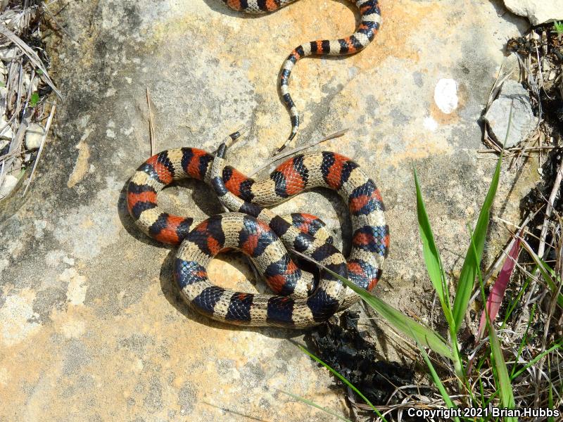 Central Plains Milksnake (Lampropeltis triangulum gentilis)