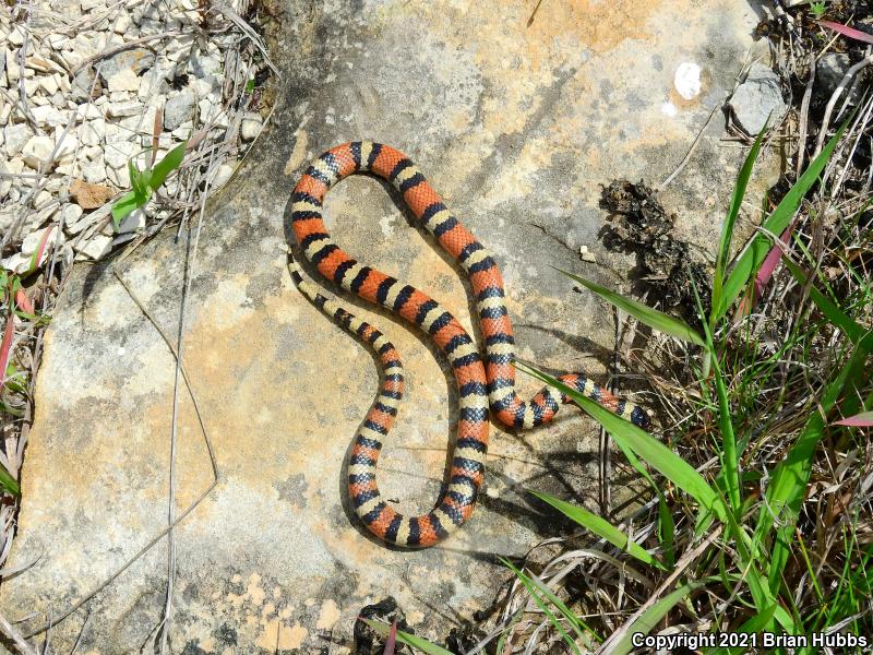 Central Plains Milksnake (Lampropeltis triangulum gentilis)