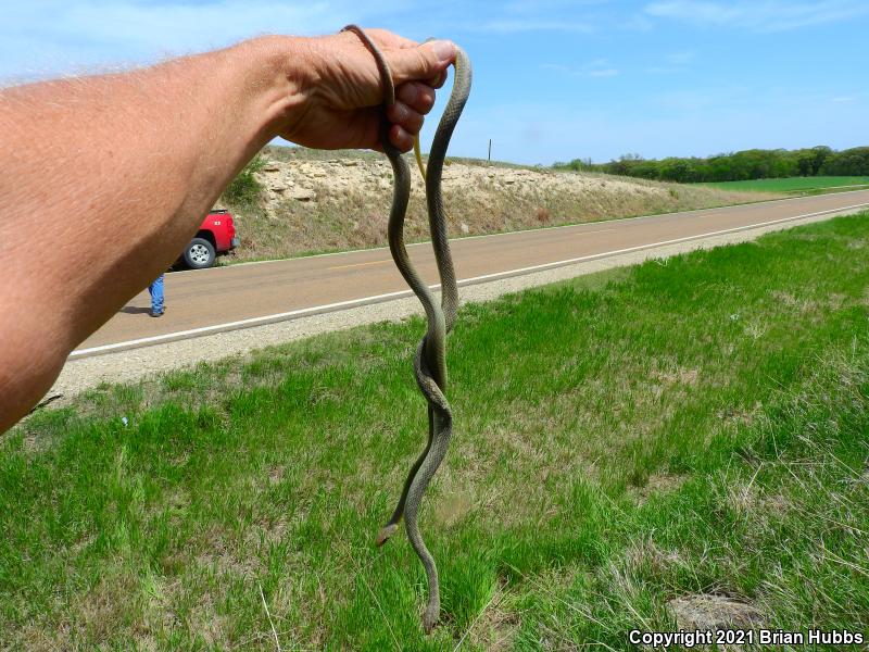 Eastern Yellow-bellied Racer (Coluber constrictor flaviventris)