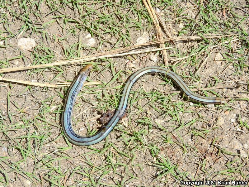 Western Slender Glass Lizard (Ophisaurus attenuatus attenuatus)