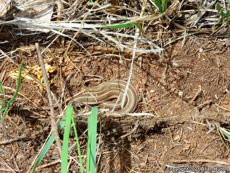 Lined Snake (Tropidoclonion lineatum)